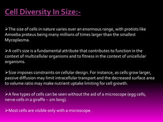 Diversity of cell size & shape By KK Sahu Sir | PPT