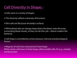 Diversity of cell size & shape By KK Sahu Sir | PPT