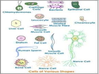 Diversity of cell size & shape By KK Sahu Sir | PPT