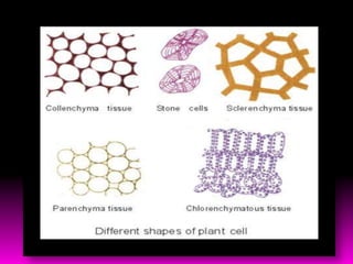 Diversity of cell size & shape By KK Sahu Sir | PPT