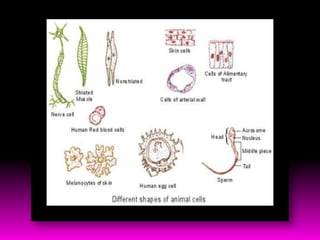 Diversity of cell size & shape By KK Sahu Sir | PPT