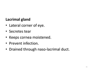 Lacrimal gland
• Lateral corner of eye.
• Secretes tear
• Keeps cornea moistened.
• Prevent infection.
• Drained through naso-lacrimal duct.
11
 