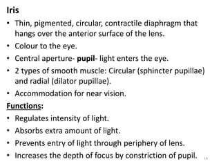 Iris
• Thin, pigmented, circular, contractile diaphragm that
hangs over the anterior surface of the lens.
• Colour to the eye.
• Central aperture- pupil- light enters the eye.
• 2 types of smooth muscle: Circular (sphincter pupillae)
and radial (dilator pupillae).
• Accommodation for near vision.
Functions:
• Regulates intensity of light.
• Absorbs extra amount of light.
• Prevents entry of light through periphery of lens.
• Increases the depth of focus by constriction of pupil. 14
 