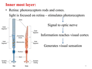 Inner most layer:
• Retina: photoreceptors rods and cones.
light is focused on retina – stimulates photoreceptors
Signal to optic nerve
Information reaches visual cortex
Generates visual sensation
15
 