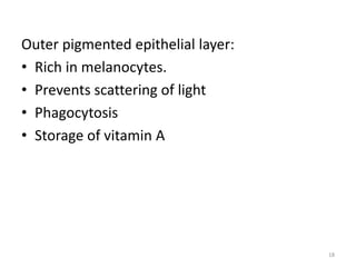 Outer pigmented epithelial layer:
• Rich in melanocytes.
• Prevents scattering of light
• Phagocytosis
• Storage of vitamin A
18
 