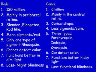 Rods :
1. 120 million.
2. Mainly in peripheral
retina.
3. Slender ,Elongated,
Rod like.
4. More pigments/rod.
5. Only one type of
pigment-Rhodopsin.
6. Cannot detect color.
7. Functions better in
dim light.
8. Loss- Night blindness
Cones:
1. 6million
2. Mainly in the central
retina.
3. Conical shape.
4. Less pigments/cone.
5. Three types:
Porphyropsin,
Iodopsin,
Cyanopsin.
6. Can detect color.
7. Functions better in day
light
8. Loss-functional blindness.23
 