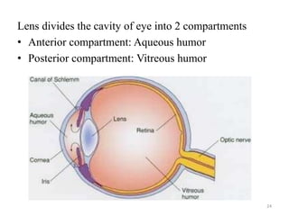 Lens divides the cavity of eye into 2 compartments
• Anterior compartment: Aqueous humor
• Posterior compartment: Vitreous humor
24
 
