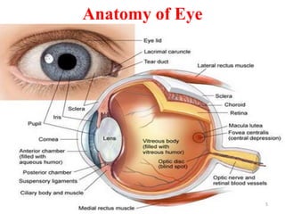 Anatomy of Eye
5
 