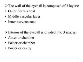The wall of the eyeball is composed of 3 layers:
• Outer fibrous coat
• Middle vascular layer
• Inner nervous coat
Interior of the eyeball is divided into 3 spaces:
• Anterior chamber
• Posterior chamber
• Posterior cavity
7
 