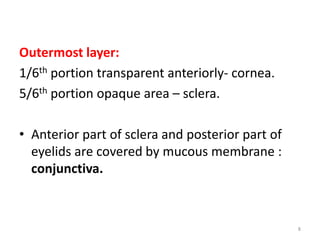 Outermost layer:
1/6th portion transparent anteriorly- cornea.
5/6th portion opaque area – sclera.
• Anterior part of sclera and posterior part of
eyelids are covered by mucous membrane :
conjunctiva.
8
 