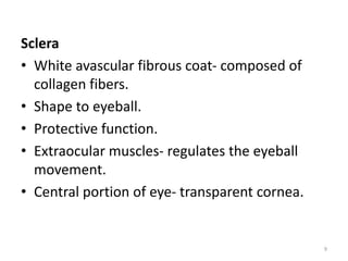 Sclera
• White avascular fibrous coat- composed of
collagen fibers.
• Shape to eyeball.
• Protective function.
• Extraocular muscles- regulates the eyeball
movement.
• Central portion of eye- transparent cornea.
9
 