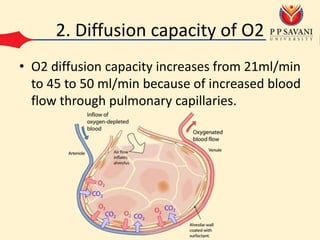 2. Diffusion capacity of O2
• O2 diffusion capacity increases from 21ml/min
to 45 to 50 ml/min because of increased blood
flow through pulmonary capillaries.
 
