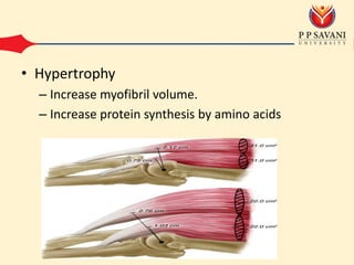 • Hypertrophy
– Increase myofibril volume.
– Increase protein synthesis by amino acids
 