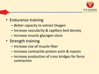 • Endurance training
– Better capacity to extract Oxygen
– Increase vascularity & capillary bed density
– Increase muscle glycogen store.
• Strength training
– Increase size of muscle fiber
– Increase contractile protein actin & myosin
– Increase production of cross bridges for force
contraction
 