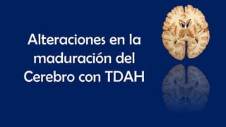 Alteraciones en la
maduración del
Cerebro con TDAH
 