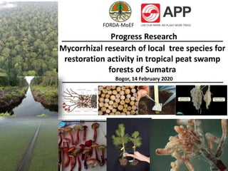 Bogor, 14 February 2020
Mycorrhizal research of local tree species for
restoration activity in tropical peat swamp
forests of Sumatra
Progress Research
FORDA-MoEF
 