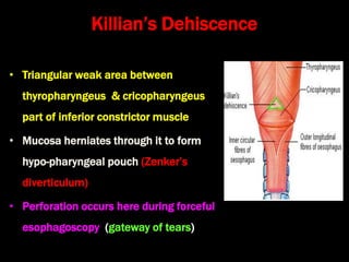 1. anatomy of oral cavity, pharynx and esophagus | PPT