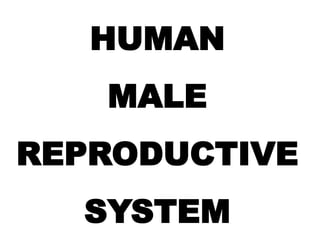HUMAN
MALE
REPRODUCTIVE
SYSTEM
 