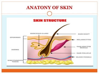 ANATONY OF SKIN
 