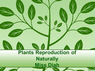 Plants Reproduction of
Naturally
Miss Diah
 