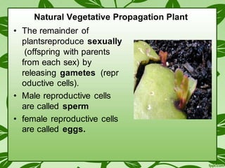 1. materi science p5 ws 1  reproduction vegetatif of naturally