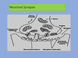 Neuronal Synapse
 