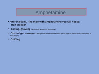 • After injecting, the mice with amphetamine you will notice:
- Hair erection
• - Licking, gnawing (persistently worrying or distressing.).
• - Stereotype (a stereotype is a thought that can be adopted about specific types of individuals or certain ways of
doing things.)
• - Sniffing
Amphetamine
 