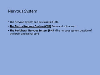 Nervous System
• The nervous system can be classified into
• The Central Nervous System (CNS) Brain and spinal cord
• The Peripheral Nervous System (PNS (The nervous system outside of
the brain and spinal cord
 