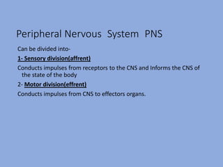Peripheral Nervous System PNS
Can be divided into-
1- Sensory division(affrent)
Conducts impulses from receptors to the CNS and Informs the CNS of
the state of the body
2- Motor division(effrent)
Conducts impulses from CNS to effectors organs.
 