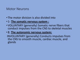 Motor Neurons
•The motor division is also divided into
•1- The somatic nervous system :
•VOLUNTARY (generally) Somatic nerve fibers that
conduct impulses from the CNS to skeletal muscles
•2. The autonomic nervous system:
INVOLUNTARY (generally) Conducts impulses from
the CNS to smooth muscle, cardiac muscle, and
glands
 