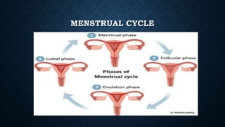 MENSTRUAL CYCLE
 