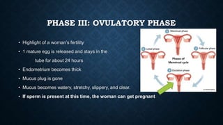 PHASE III: OVULATORY PHASE
• Highlight of a woman’s fertility
• 1 mature egg is released and stays in the
tube for about 24 hours
• Endometrium becomes thick
• Mucus plug is gone
• Mucus becomes watery, stretchy, slippery, and clear.
• If sperm is present at this time, the woman can get pregnant
 