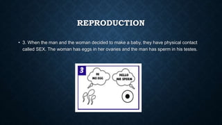 REPRODUCTION
• 3. When the man and the woman decided to make a baby, they have physical contact
called SEX. The woman has eggs in her ovaries and the man has sperm in his testes.
 