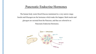 The human body wants blood Glucose maintained in a very narrow range.
Insulin and Glucagon are the hormones which make this happen. Both insulin and
glucagon are secreted from the Pancreas, and thus are referred to as
Pancreatic Endocrine Hormones.
Pancreatic Endocrine Hormones
 