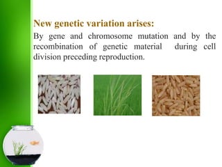 New genetic variation arises:
By gene and chromosome mutation and by the
recombination of genetic material during cell
division preceding reproduction.
 