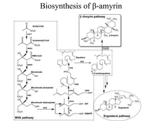 Biosynthesis of β-amyrin
 