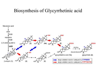 Biosynthesis of Glycyrrhetinic acid
 