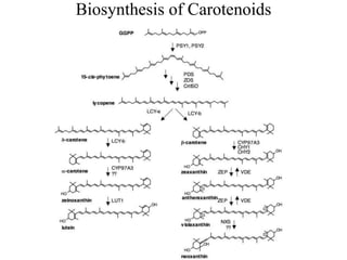 Biosynthesis of Carotenoids
 
