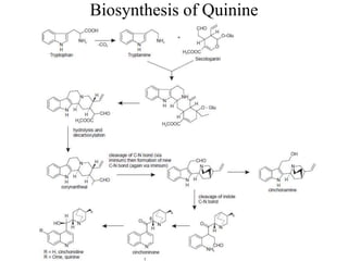 Biosynthesis of Quinine
 