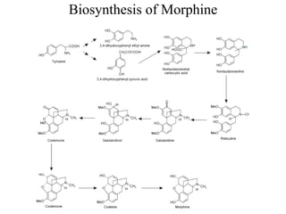 Biosynthesis of Morphine
 