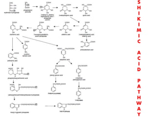 S
H
I
K
I
M
I
C
A
C
I
D
P
A
T
H
W
A
Y
 