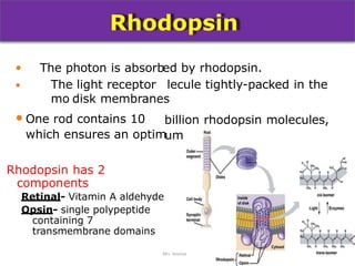 Rods Rhopsin 1. anatomy and physiology eye | PPTX
