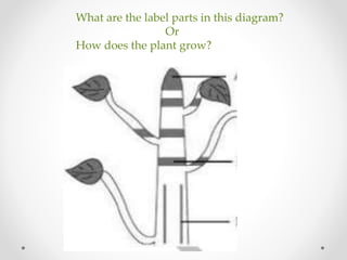 What are the label parts in this diagram?
Or
How does the plant grow?
 