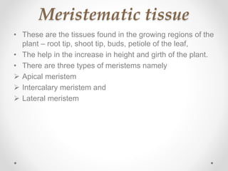 Meristematic tissue
• These are the tissues found in the growing regions of the
plant – root tip, shoot tip, buds, petiole of the leaf,
• The help in the increase in height and girth of the plant.
• There are three types of meristems namely
 Apical meristem
 Intercalary meristem and
 Lateral meristem
 