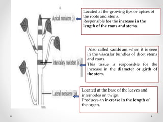 Located at the growing tips or apices of
the roots and stems.
Responsible for the increase in the
length of the roots and stems.
Also called cambium when it is seen
in the vascular bundles of dicot stems
and roots.
This tissue is responsible for the
increase in the diameter or girth of
the stem.
Located at the base of the leaves and
internodes on twigs.
Produces an increase in the length of
the organ.
 