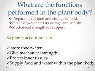 What are the functions
performed in the plant body?
 Preparation of food and storage of food.
Intake of water and its storage and supply
Mechanical strength for support.
So plants need tissues to
 store food/water
Give mechanical strength
Protect inner tissues
Supply food and water within the plant body.
 