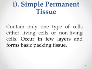 i). Simple Permanent
Tissue
Contain only one type of cells
either living cells or non-living
cells. Occur in few layers and
forms basic packing tissue.
 