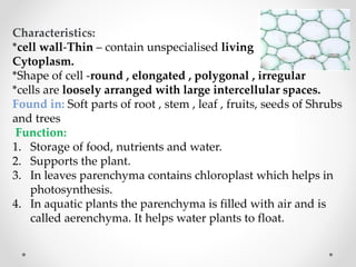 Characteristics:
*cell wall-Thin – contain unspecialised living
Cytoplasm.
*Shape of cell -round , elongated , polygonal , irregular
*cells are loosely arranged with large intercellular spaces.
Found in: Soft parts of root , stem , leaf , fruits, seeds of Shrubs
and trees
Function:
1. Storage of food, nutrients and water.
2. Supports the plant.
3. In leaves parenchyma contains chloroplast which helps in
photosynthesis.
4. In aquatic plants the parenchyma is filled with air and is
called aerenchyma. It helps water plants to float.
 