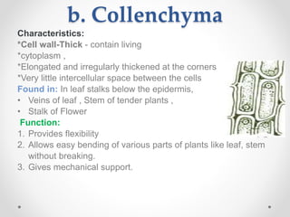 b. Collenchyma
Characteristics:
*Cell wall-Thick - contain living
*cytoplasm ,
*Elongated and irregularly thickened at the corners
*Very little intercellular space between the cells
Found in: In leaf stalks below the epidermis,
• Veins of leaf , Stem of tender plants ,
• Stalk of Flower
Function:
1. Provides flexibility
2. Allows easy bending of various parts of plants like leaf, stem
without breaking.
3. Gives mechanical support.
 