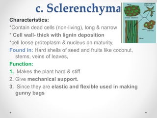 c. Sclerenchyma
Characteristics:
*Contain dead cells (non-living), long & narrow
* Cell wall- thick with lignin deposition
*cell loose protoplasm & nucleus on maturity.
Found in: Hard shells of seed and fruits like coconut,
stems, veins of leaves,
Function:
1. Makes the plant hard & stiff
2. Give mechanical support.
3. Since they are elastic and flexible used in making
gunny bags
 